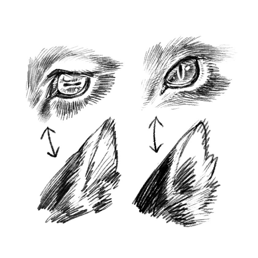 新しいペンをDLしてみたのでアナログ鉛筆ペン描き比べ

うーん左が今まで使ってたぺん、右が新しいペン。使い分け難しいけどどっちもガンガン使うだろうな〜 