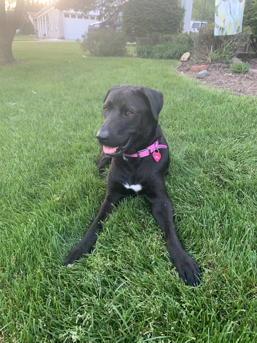 JulieAnnfargo4's tweet photo. @LibertysDream1 I rescued my sweet Sunny from @LibertysDream1 I can’t believe how much beau and sunny look alike WOW! They both have white on their bellies too, who knows if they could they be brother and sister ?? 🥰 https://t.co/ciWF2fJQcP