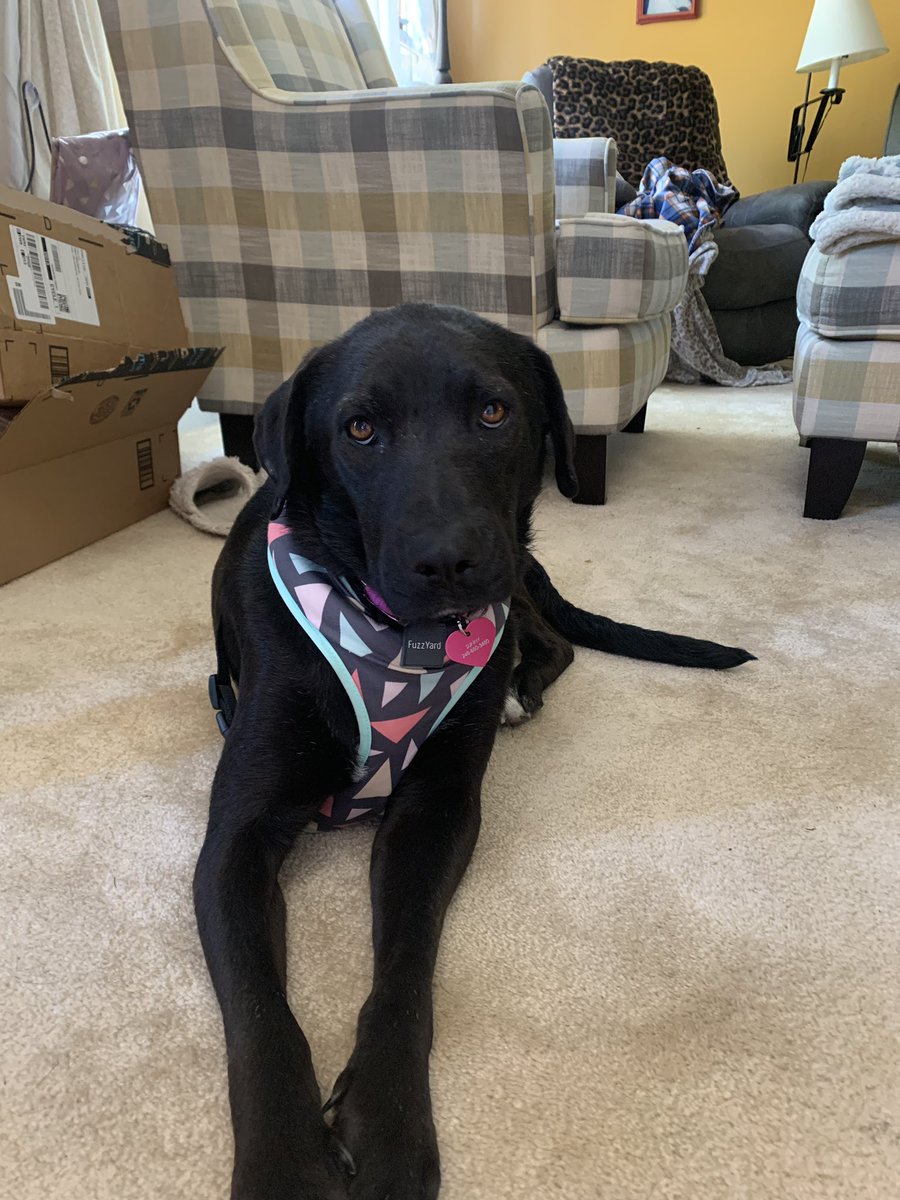 JulieAnnfargo4's tweet photo. @LibertysDream1 I rescued my sweet Sunny from @LibertysDream1 I can’t believe how much beau and sunny look alike WOW! They both have white on their bellies too, who knows if they could they be brother and sister ?? 🥰 https://t.co/ciWF2fJQcP