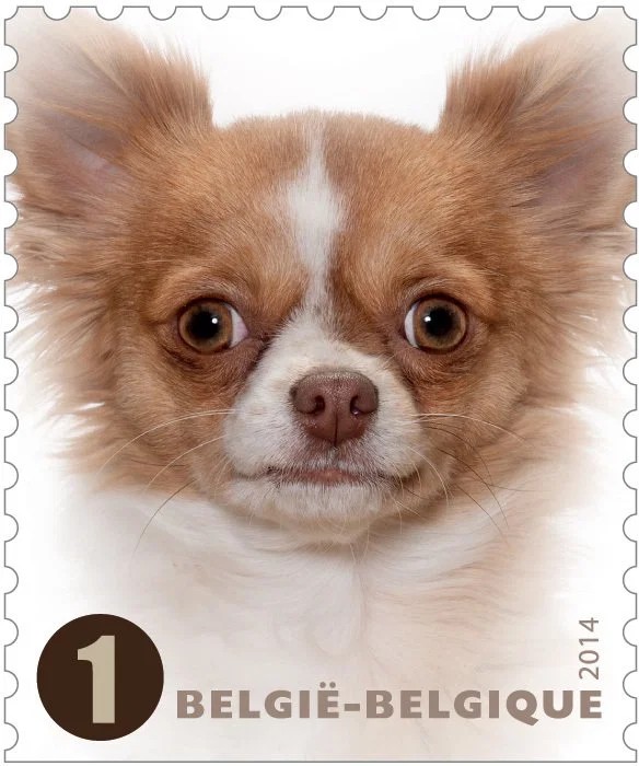 #Chihuahua #smallestdog named after #mexicostate of chihuahua. Also known as #pursedog #stamps on #chihuahuastamps #philately #collect #chihuahuastamps