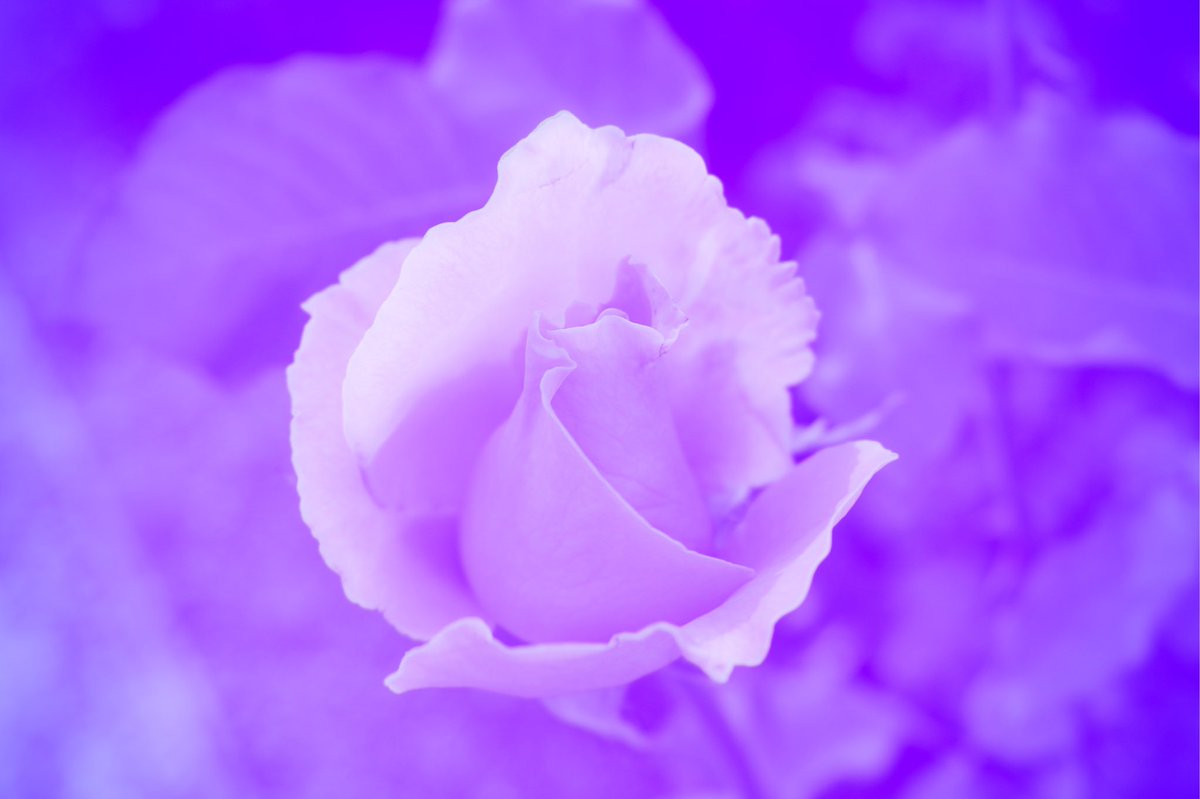 CA_Nature_Photo's tweet photo. Experimenting with #purple 💜 Just added this one to my Etsy shop! 📷 #rose #roses #flower #flowers #StudioCity#LosAngeles #Cali #California #SoCal #nature #photography #naturephotography #CaliforniaNature #Etsy #Etsyshop #printableart #downloadableart #affordableart #linkinbio https://t.co/B7YSMdCpMF