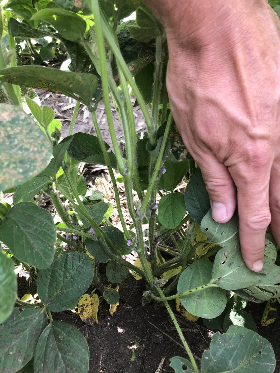 BrandonPeters85's tweet photo. Flowers still intact after UAN application https://t.co/PZKXnt8Bzo