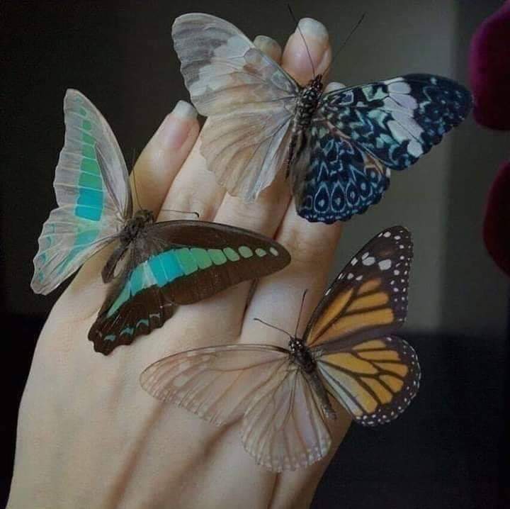hannaxyg_'s tweet photo. ¿Sabías que las mariposas no pueden ver sus propias alas? Así que no tienen idea de lo hermosas que son. Tal vez tú eres una mariposa, eres una persona maravillosa, pero simplemente simplemente no lo ves...🦋✨ https://t.co/5NqSrBmuHm