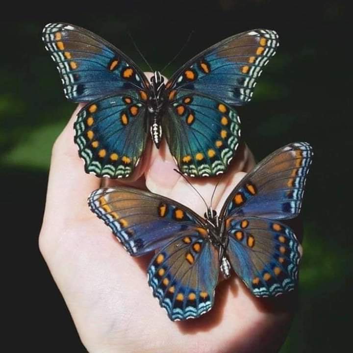 hannaxyg_'s tweet photo. ¿Sabías que las mariposas no pueden ver sus propias alas? Así que no tienen idea de lo hermosas que son. Tal vez tú eres una mariposa, eres una persona maravillosa, pero simplemente simplemente no lo ves...🦋✨ https://t.co/5NqSrBmuHm