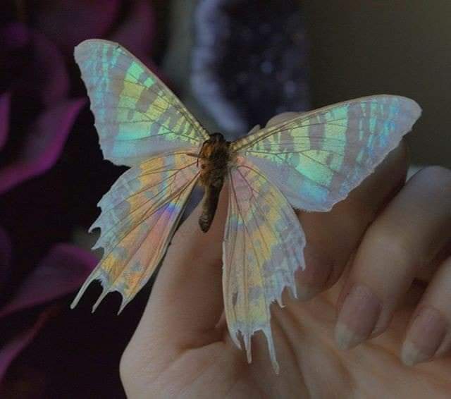 hannaxyg_'s tweet photo. ¿Sabías que las mariposas no pueden ver sus propias alas? Así que no tienen idea de lo hermosas que son. Tal vez tú eres una mariposa, eres una persona maravillosa, pero simplemente simplemente no lo ves...🦋✨ https://t.co/5NqSrBmuHm