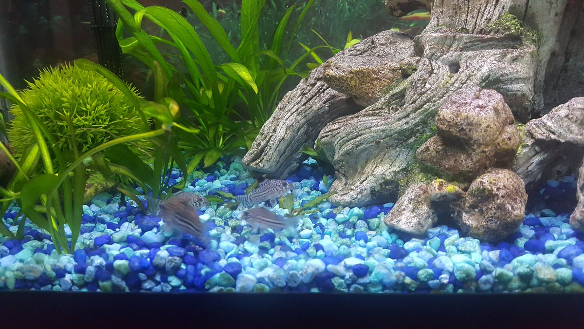 Paulasaquarium's tweet photo. 4 little munchkins. โค these julli corydoras #fish #corydoras #aquarium #tank #fishtank #fishkeeper #natureaquarium #amazonsword #sagittaria #weirdpets #freshwateraquarium #excited #fridaymorning https://t.co/2pWIxBuKL7