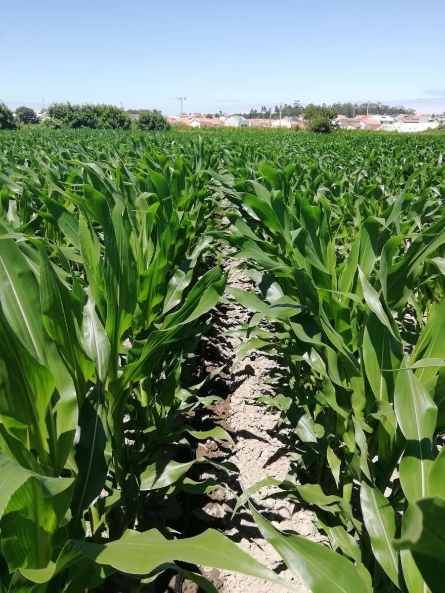 LGSeedsES's tweet photo. Nuestro compañero Gustavo nos manda estas imágenes de #LG31545 desde Matosinhos (Portugal) en donde se puede ver la variedad con y sin #Starcover.
¡Gracias por las fotos!
Descubre más https://t.co/vwH7O9p57q
Conoce la tecnología en profundidad: https://t.co/gcukIPH39t
#MaízLG https://t.co/Y16XGUtgmg