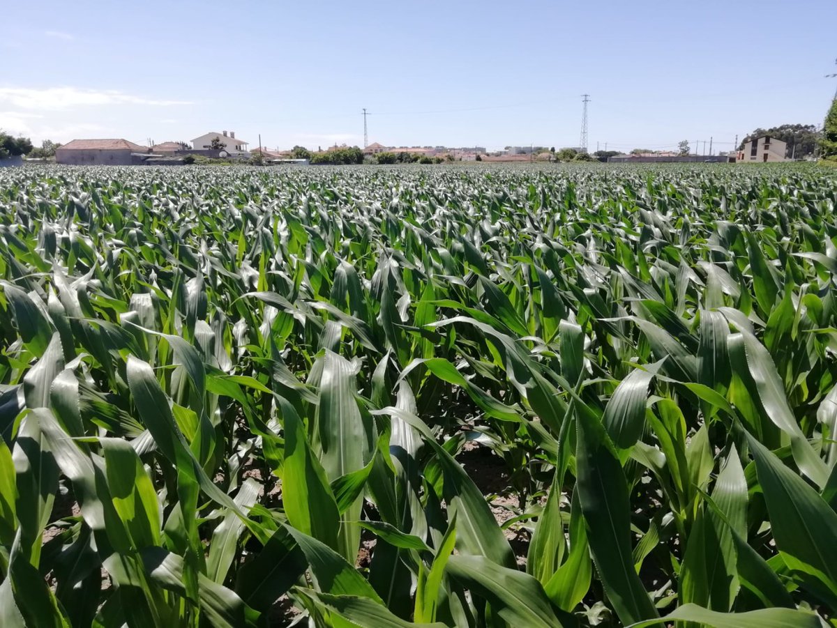 LGSeedsES's tweet photo. Nuestro compañero Gustavo nos manda estas imágenes de #LG31545 desde Matosinhos (Portugal) en donde se puede ver la variedad con y sin #Starcover.
¡Gracias por las fotos!
Descubre más https://t.co/vwH7O9p57q
Conoce la tecnología en profundidad: https://t.co/gcukIPH39t
#MaízLG https://t.co/Y16XGUtgmg