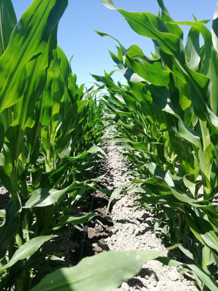 LGSeedsES's tweet photo. Nuestro compañero Gustavo nos manda estas imágenes de #LG31545 desde Matosinhos (Portugal) en donde se puede ver la variedad con y sin #Starcover.
¡Gracias por las fotos!
Descubre más https://t.co/vwH7O9p57q
Conoce la tecnología en profundidad: https://t.co/gcukIPH39t
#MaízLG https://t.co/Y16XGUtgmg