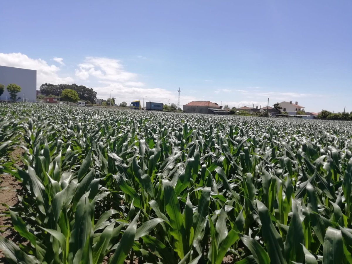 LGSeedsES's tweet photo. Nuestro compañero Gustavo nos manda estas imágenes de #LG31545 desde Matosinhos (Portugal) en donde se puede ver la variedad con y sin #Starcover.
¡Gracias por las fotos!
Descubre más https://t.co/vwH7O9p57q
Conoce la tecnología en profundidad: https://t.co/gcukIPH39t
#MaízLG https://t.co/Y16XGUtgmg