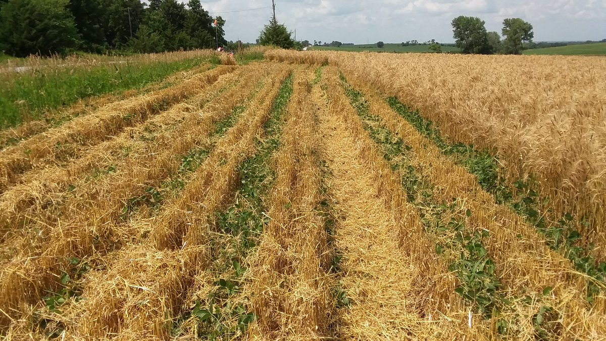 Proverbs2_6Dad's tweet photo. Trying my patience to wait for correct moisture on my first ever wheat crop. #relay2020 https://t.co/wrS98aZx0L