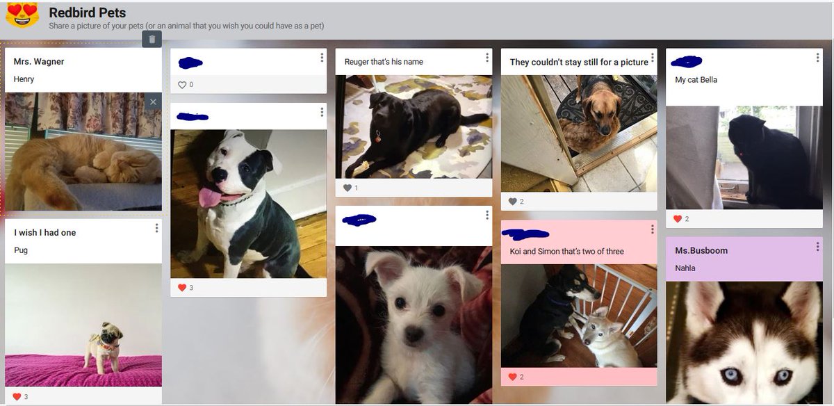 "Pet Show-and-Tell Day" during remote learning summer school included a Padlet board option for sharing! #itsaredbirdthing