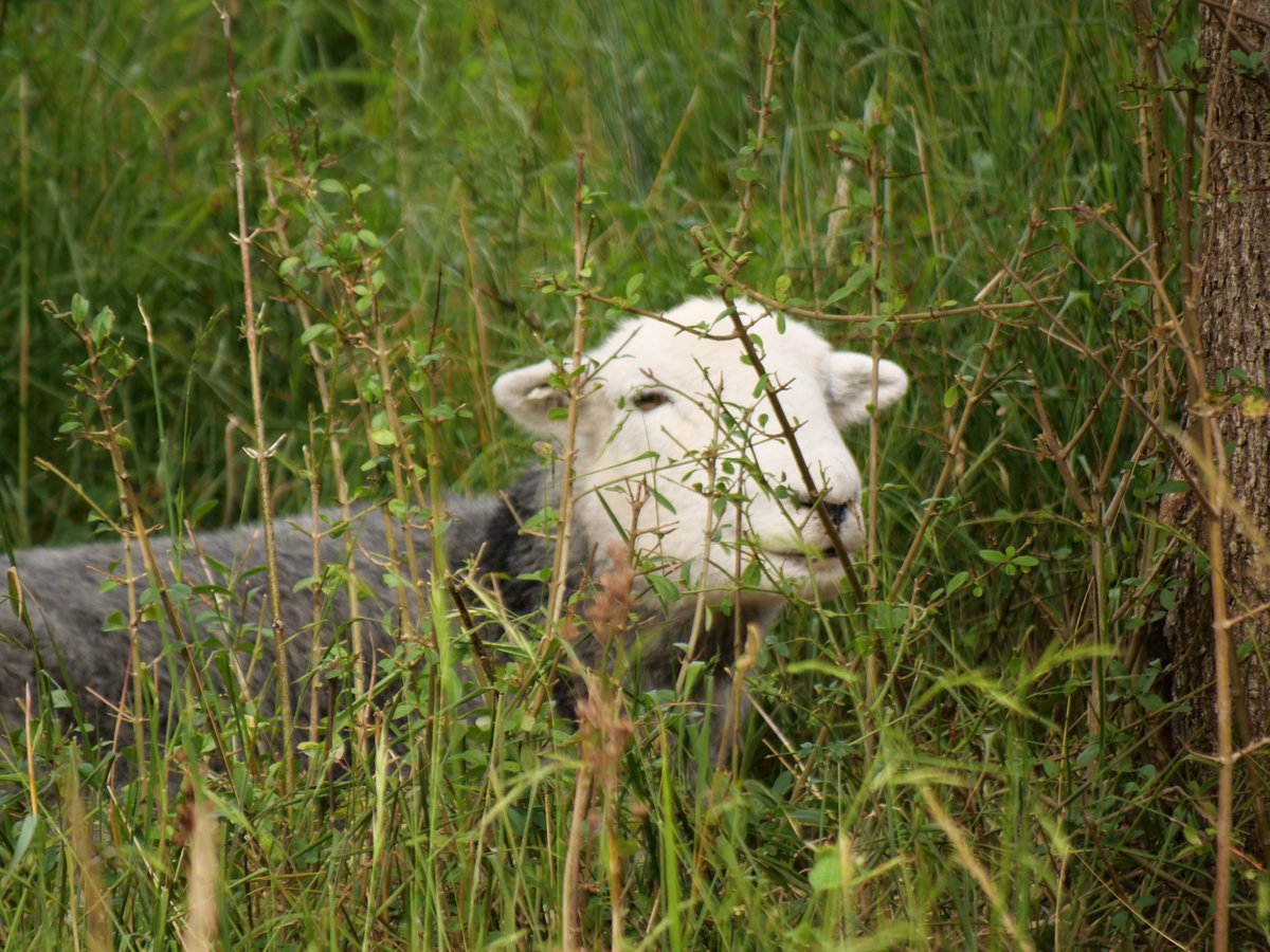 The all-important grazers, who keep the nature reserve in trim for the wildlife. I think it will always feel like a novelty to see sheep in Croydon. #sheep  @Downygrazers  #HutchinsonsBank  #Croydon  #naturereserve