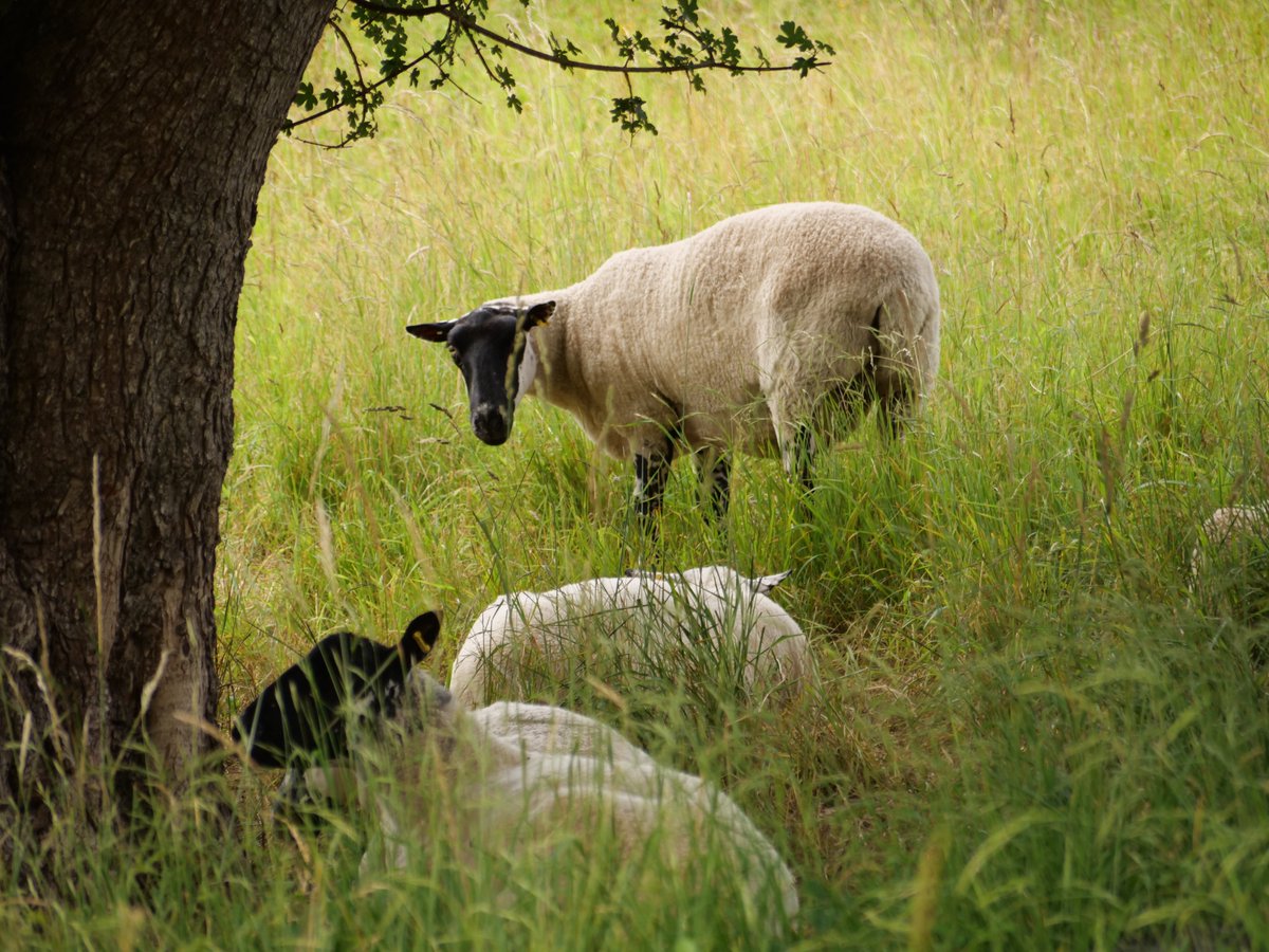 The all-important grazers, who keep the nature reserve in trim for the wildlife. I think it will always feel like a novelty to see sheep in Croydon. #sheep  @Downygrazers  #HutchinsonsBank  #Croydon  #naturereserve