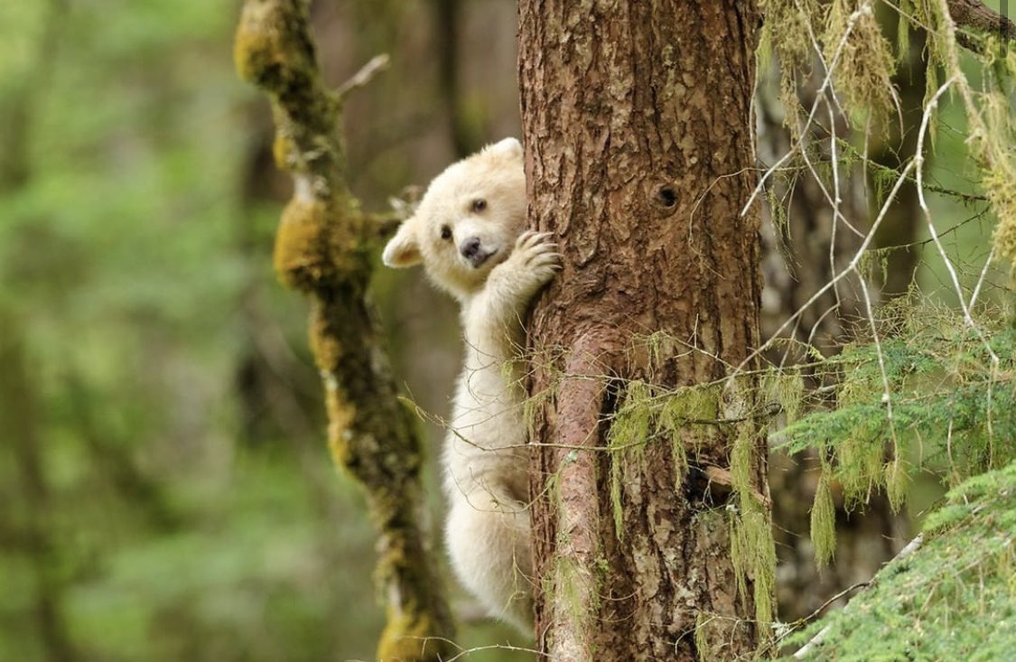 pacificwild's tweet photo. Donations from the #MakeRyanPay matching challenge continue to climb like a spirit bear scaling old-growth trees 😉 As it stands, we've raised 77% of our goal with $38,974.64 in donations.
Join @VancityReynolds and support conservation today: https://t.co/aKQswvugMq https://t.co/RvUtoxya1t