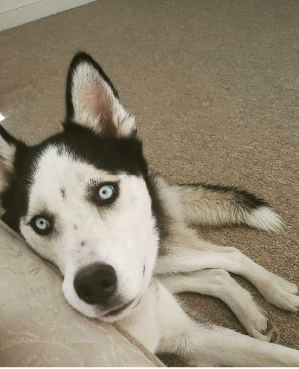lillylaroux92's tweet photo. This is Skye, aka the book eater. 
He says 10/10 book, tasted great.
@OrderGoodDeath @TheGoodDeath #orderofthegooddeath #mydogatemybooks https://t.co/xl3Kg5oQSh