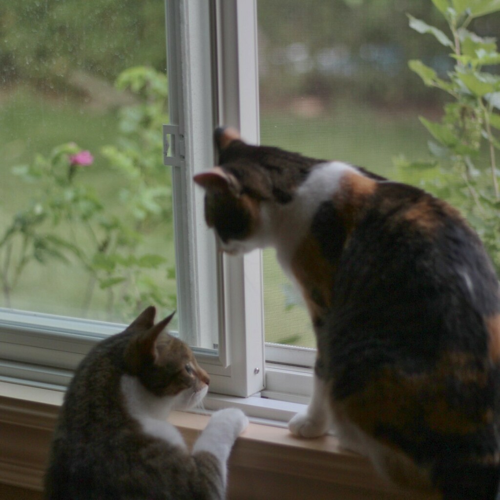 petoverloadblog's tweet photo. Do your kitties like to hang around each other all the time? #cat #catquestion #catsofinsta #catsofinstagram https://t.co/0wUuUoCnT3 https://t.co/E2d6MLvJV9