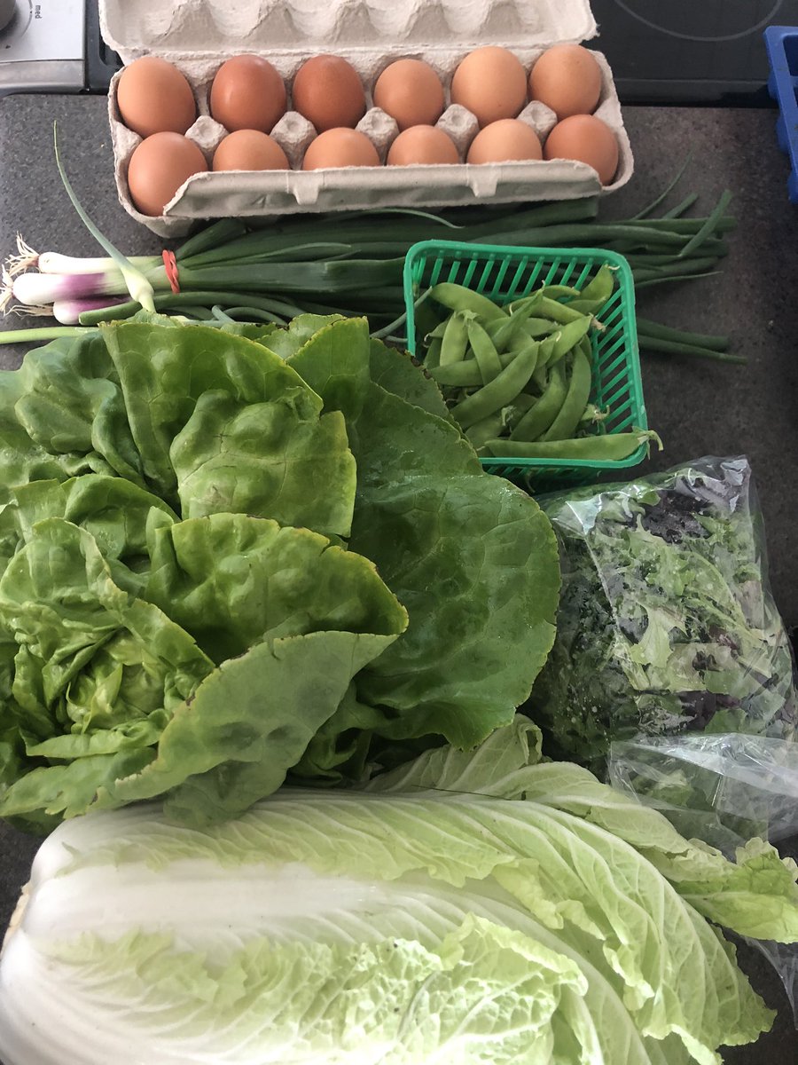 HuynhPatricia's tweet image. I’m also super jazzed that we have access to CSA 10 minutes from our house! We love living close to the country side line. Thanks @holdthelineWR for introducing us to Fertile Ground!!!