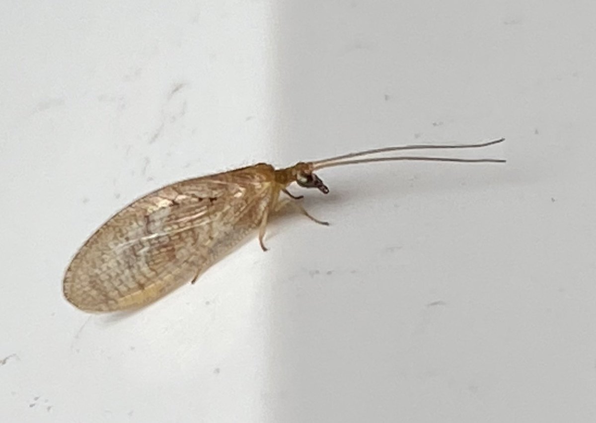 I’ve not had much success getting the brown lacewing down to species. From S Birmingham. Can anyone help?