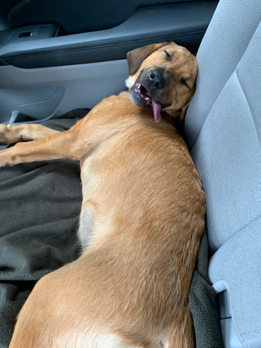 VeganLegacy's tweet photo. I’m thinking we had a successful trip to the dog park. https://t.co/FtmE3iy4Ub