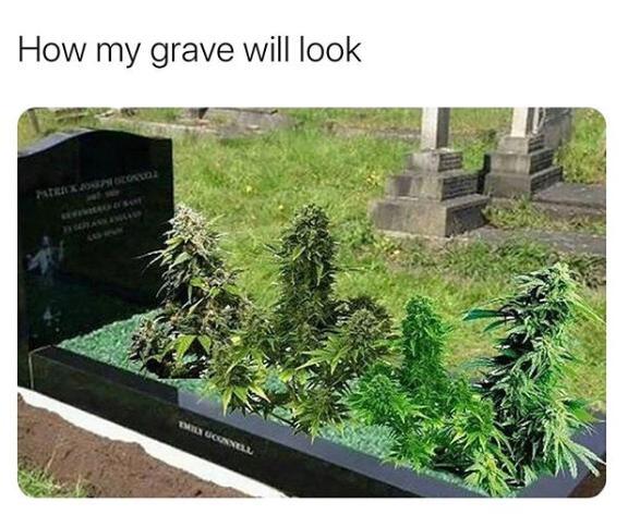 WorldOfBongz's tweet photo. Goals 🌱 https://t.co/UOggW52Txf