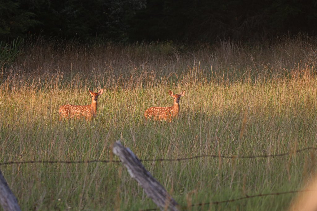 Dynamic duo 🦌✌🏼
•
We’ve seen 𝚃𝙾𝙽𝚂 of fawns this year and just can’t help but to think of all the 𝙿𝙾𝚃𝙴𝙽𝚃𝙸𝙰𝙻 in the years to come! Cheers to 2020 🍻
•
Photo: Owner <a href="/hunterburcker/">Hunter</a>