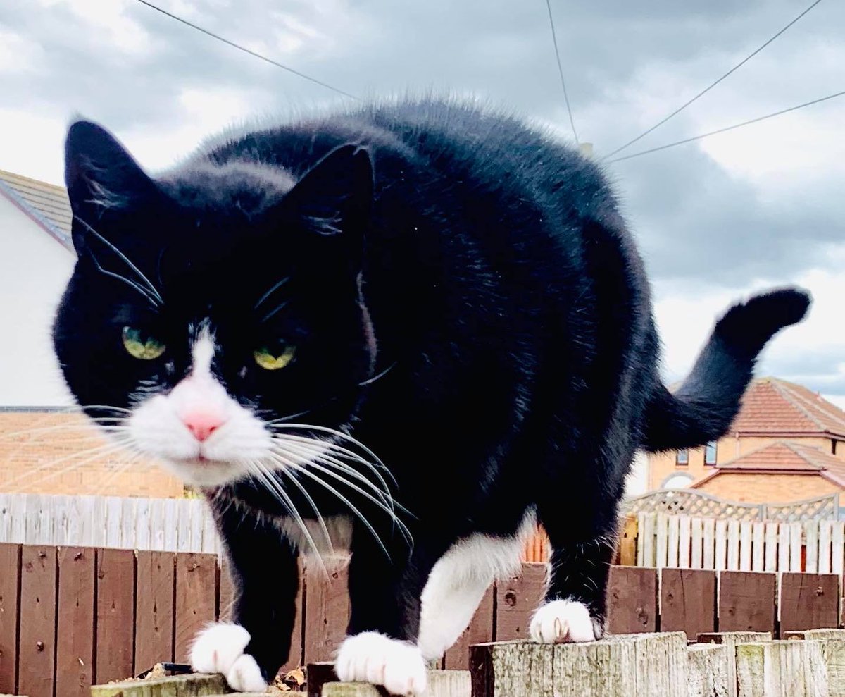 EvilEeow's tweet photo. I’m the one who knocks!!!!

#CatsOfTwitter #CatsOnTwitter #cats #catsofinstagram #CatsOfTheQuarantine https://t.co/Vqf0yAv2i5