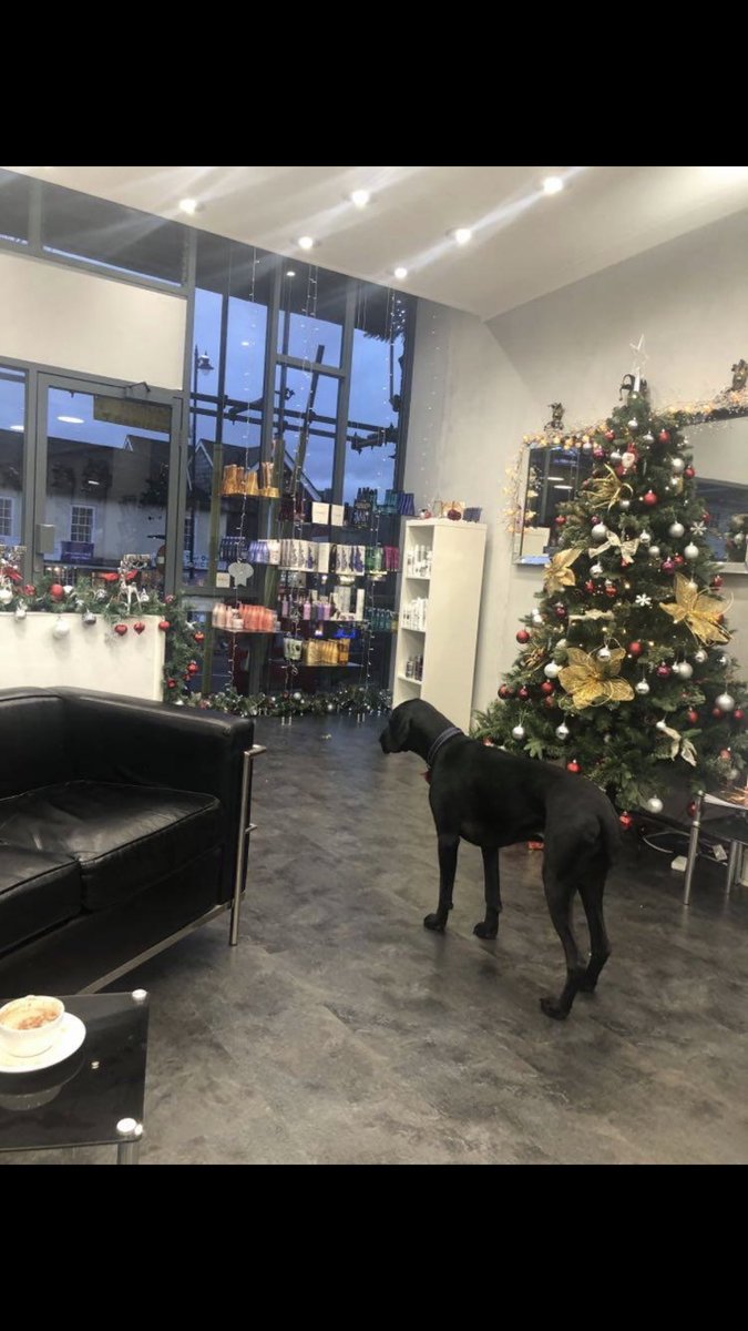 bye_darren's tweet photo. Our lovely Rio #German shorthaired pointer is waiting patiently for his appointment tomorrow as he has not had his coat done since Christmas @HelloDorking @DorkingFriends @DorkingWindows @rubenburton20 @Rustaruk https://t.co/8OCvFRuWKS
