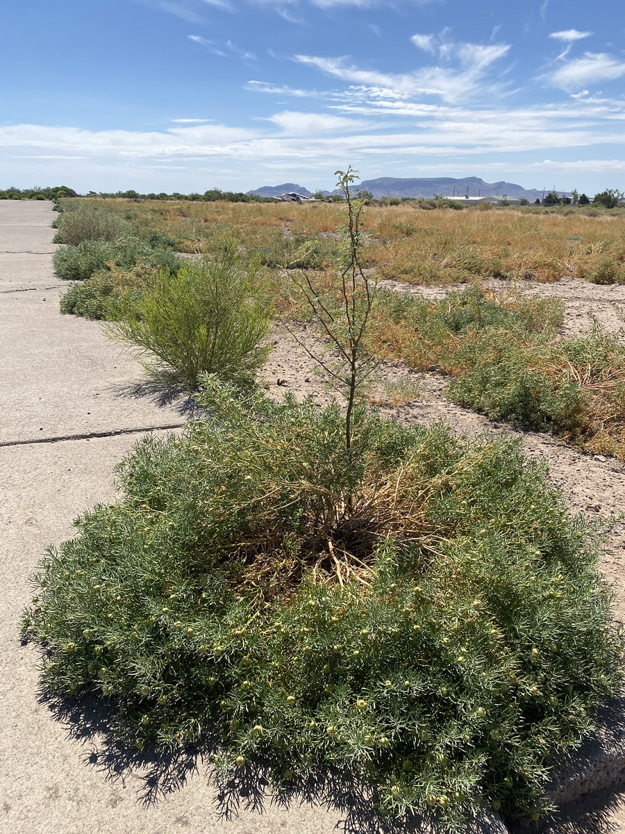tsbowenAZ's tweet photo. Spraying some mesquite in SW NM. The very airport we are at is responsible for the invasion of African Rue back in WW2 planes brought this noxious weed to NM. Also, note the picture of mesquite growing inside the African Rue, 🤦🏻‍♂️ 🌵🌱✈️ https://t.co/M6oJx5uZwu