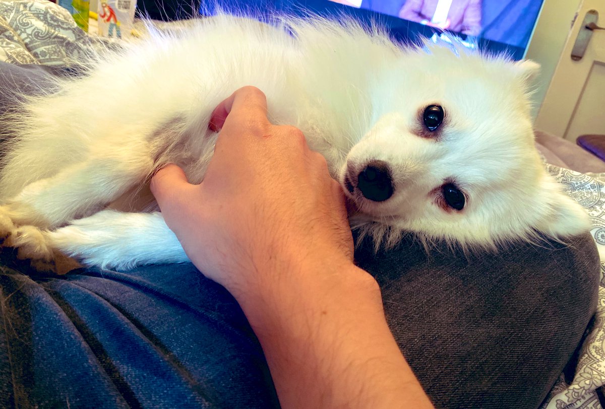 trottimus's tweet image. Mochi is being awfully cute today.
(The little shaved spot is where she had an injection)