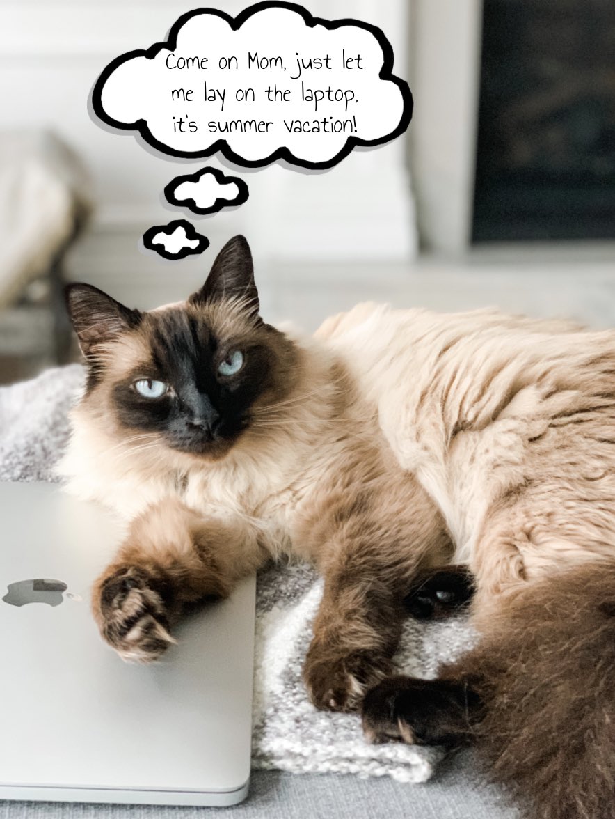 mrs_olivetech's tweet photo. Alright alright, I’ll step away from the laptop for a few days😹⠀
Hope everyone has a great holiday weekend!🇺🇸❤️🤍💙🎆⠀
⠀
#edtech #remotelearning #distancelearning #summervacation #summerbreak #schoolsoutforsummer #4thofjuly #catsofinstagram #teachersneverstop #olivetech⠀ https://t.co/EjYfA75ykf