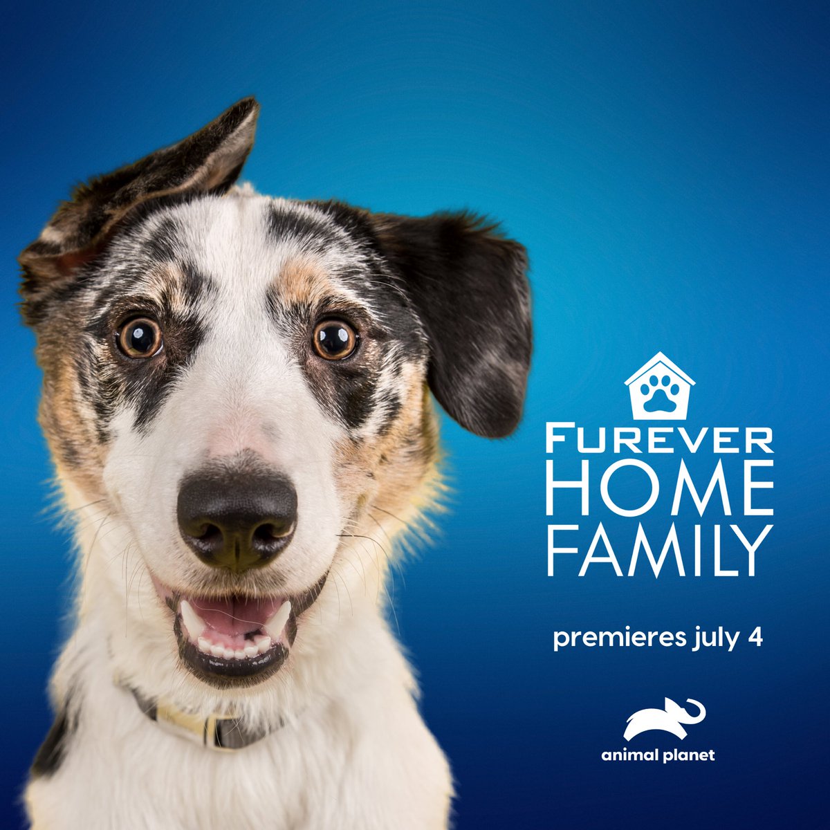 TheWorkShopTV's tweet photo. Tomorrow is the premiere of Furever Home Family!  Join us as we watch the journey of Anthony Amos and his family travel across the US with Bubbles on their “Bathe to Save” tour this Saturday on @AnimalPlanet!  #fureverhomefamily #animalplanet https://t.co/z7bMm5m49d
