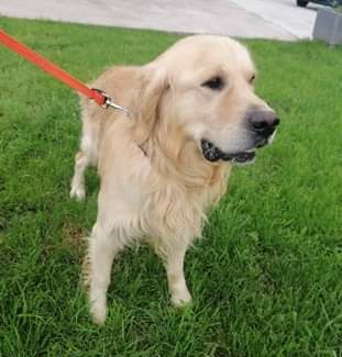 second chance goldens