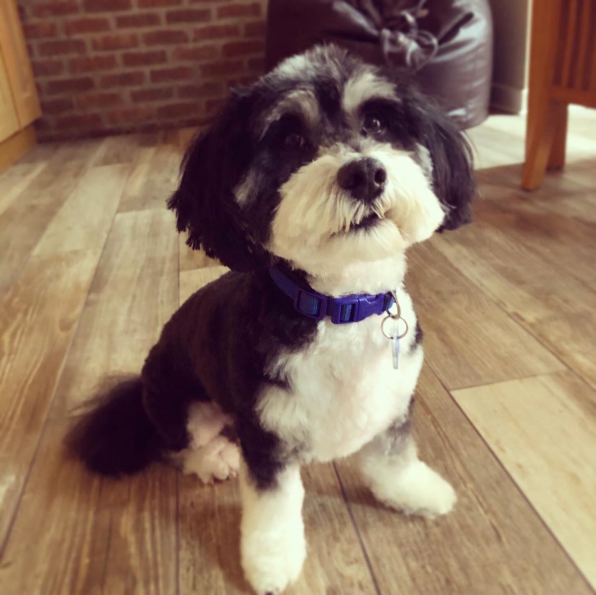 emp_78's tweet photo. ✂️🐾💙 #samdog #havanese https://t.co/947WcFB0da