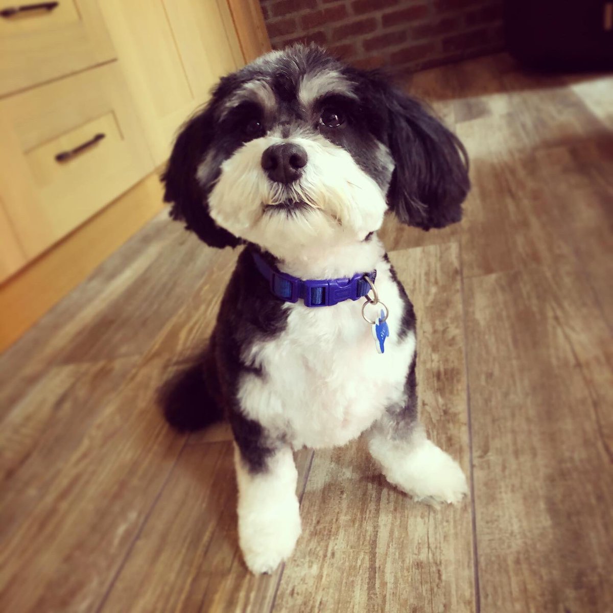 emp_78's tweet photo. ✂️🐾💙 #samdog #havanese https://t.co/947WcFB0da