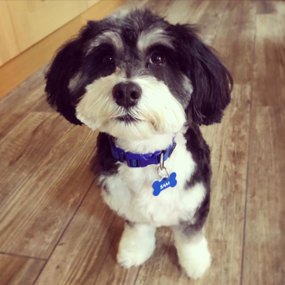 emp_78's tweet photo. ✂️🐾💙 #samdog #havanese https://t.co/947WcFB0da