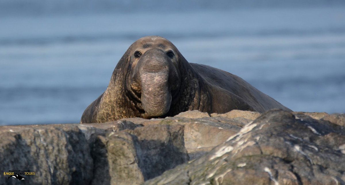 eaglewingtours's tweet image. Sights of the #SalishSea: Male elephant seal
Brendon Bissonnette Photography
#wild4whales #restartbc #supportlocal #staycation
@DestinationCAN @TourismVI @HelloBC @victoriavisitor