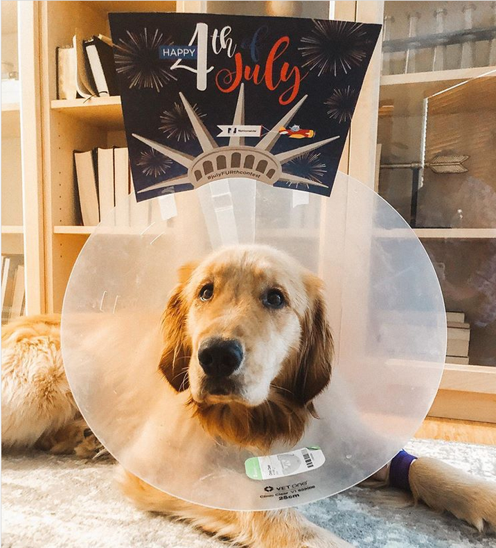 NationwidePet's tweet photo. Here is another #JulyFURthContest winner! Don’t forget today is our last day to enter the #JulyFURthContest. Good luck to all! https://t.co/PMxjDHMKdi