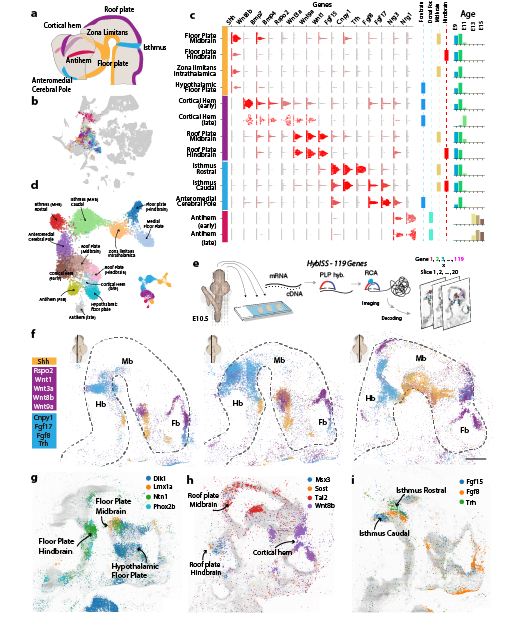 Around E9-E11, secondary organizers induce the architecture of the brain. Elin Vinsland, Irina Khven and the excellent team from  @MatsNilssonLab  @dgyllborg Christoffer Mattsson Langseth mapped secondary organizers spatially using HybISS. 8/n