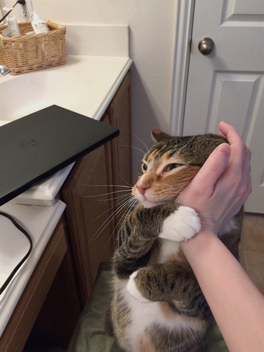 HereKittens's tweet image. 