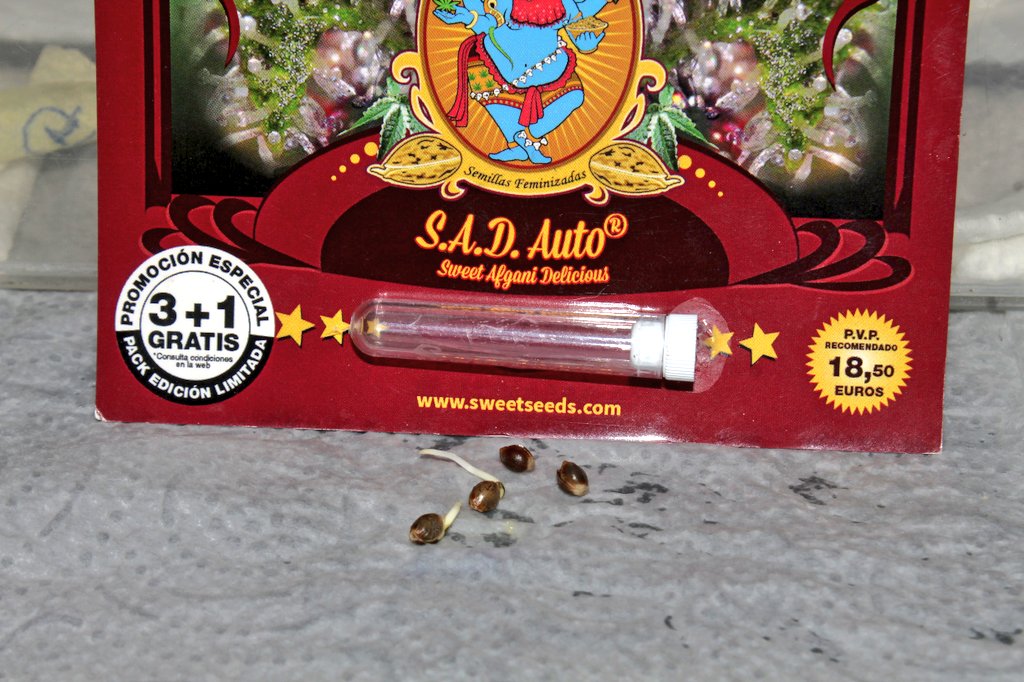 Greenseedtests's tweet photo. Ya están aquiiiii.... Cómo siempre con @sweetseeds_es no hay fallos ni problemas, están todas, yo creo en el cultivo en dos o tres días.
#Green_Poison,
#Red_Poison,
#SAD_Auto, #Sweet_Cheese_XL_Auto. https://t.co/SZmnOBE05v