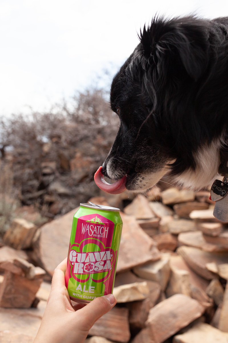 wasatchbeers's tweet photo. SUNS OUT, SUDS OUT! 😎Get ready for the holiday weekend with the tropical flavors of guava and a hint of subtle tartness. Guava Rosa will keep you drooling for more! 🐶#WasatchBrewery #WasatchBeers #Guava 📷: @mtn_dweller_photo https://t.co/5We6tWowgn