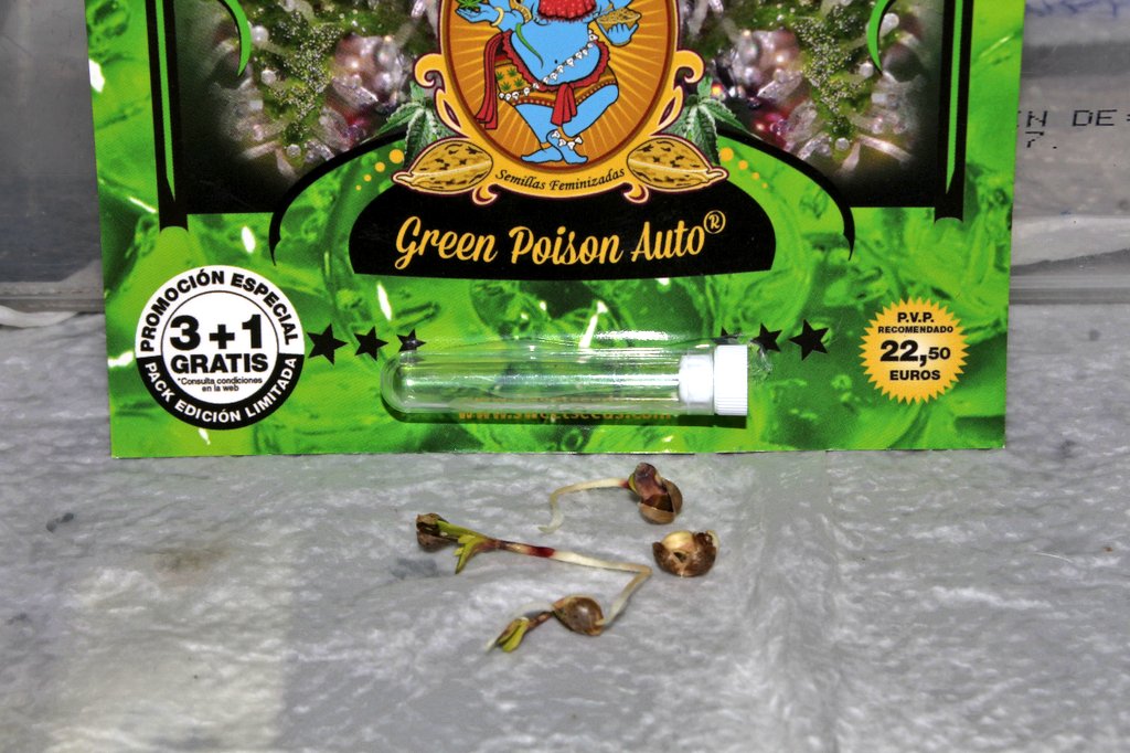 Greenseedtests's tweet photo. Ya están aquiiiii.... Cómo siempre con @sweetseeds_es no hay fallos ni problemas, están todas, yo creo en el cultivo en dos o tres días.
#Green_Poison,
#Red_Poison,
#SAD_Auto, #Sweet_Cheese_XL_Auto. https://t.co/SZmnOBE05v