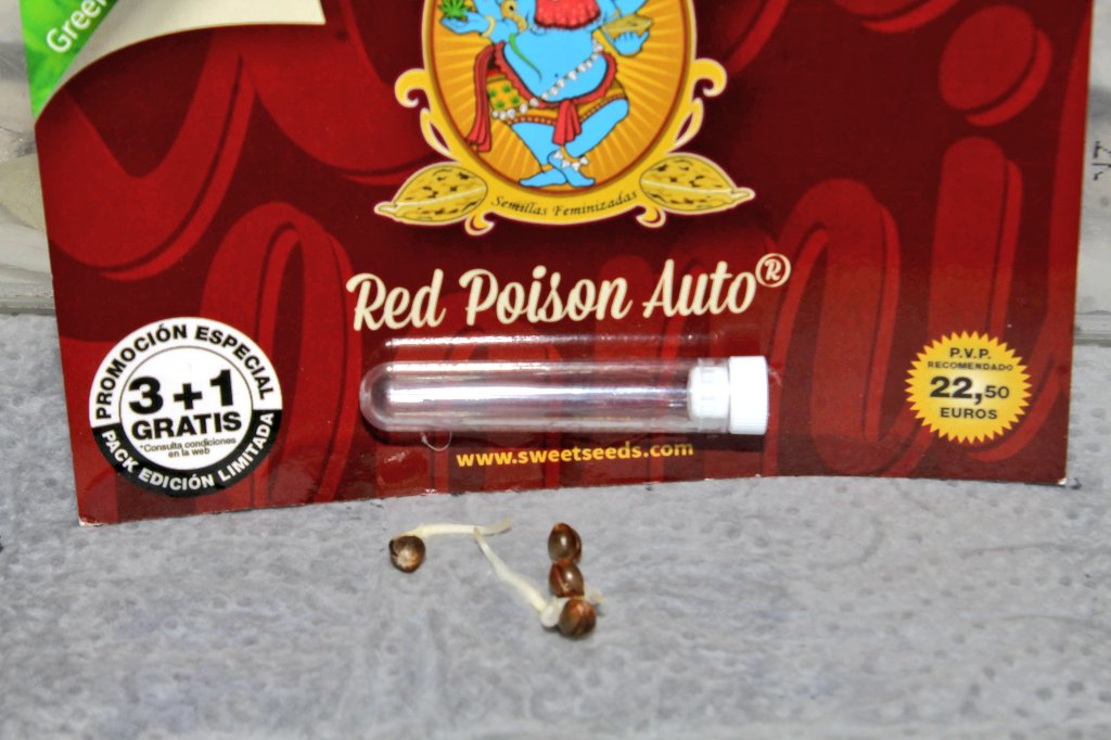 Greenseedtests's tweet photo. Ya están aquiiiii.... Cómo siempre con @sweetseeds_es no hay fallos ni problemas, están todas, yo creo en el cultivo en dos o tres días.
#Green_Poison,
#Red_Poison,
#SAD_Auto, #Sweet_Cheese_XL_Auto. https://t.co/SZmnOBE05v