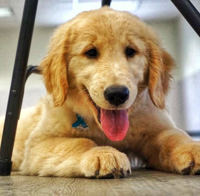 Paws4Sa's tweet photo. "And they called it puppy looooove" 😍

Our sweet Noah when he was just a pup

#pawsforpurplehearts #nonprofit #servicedogintraining #pphnoah #flashbackfriday https://t.co/wA0MOaIo2T