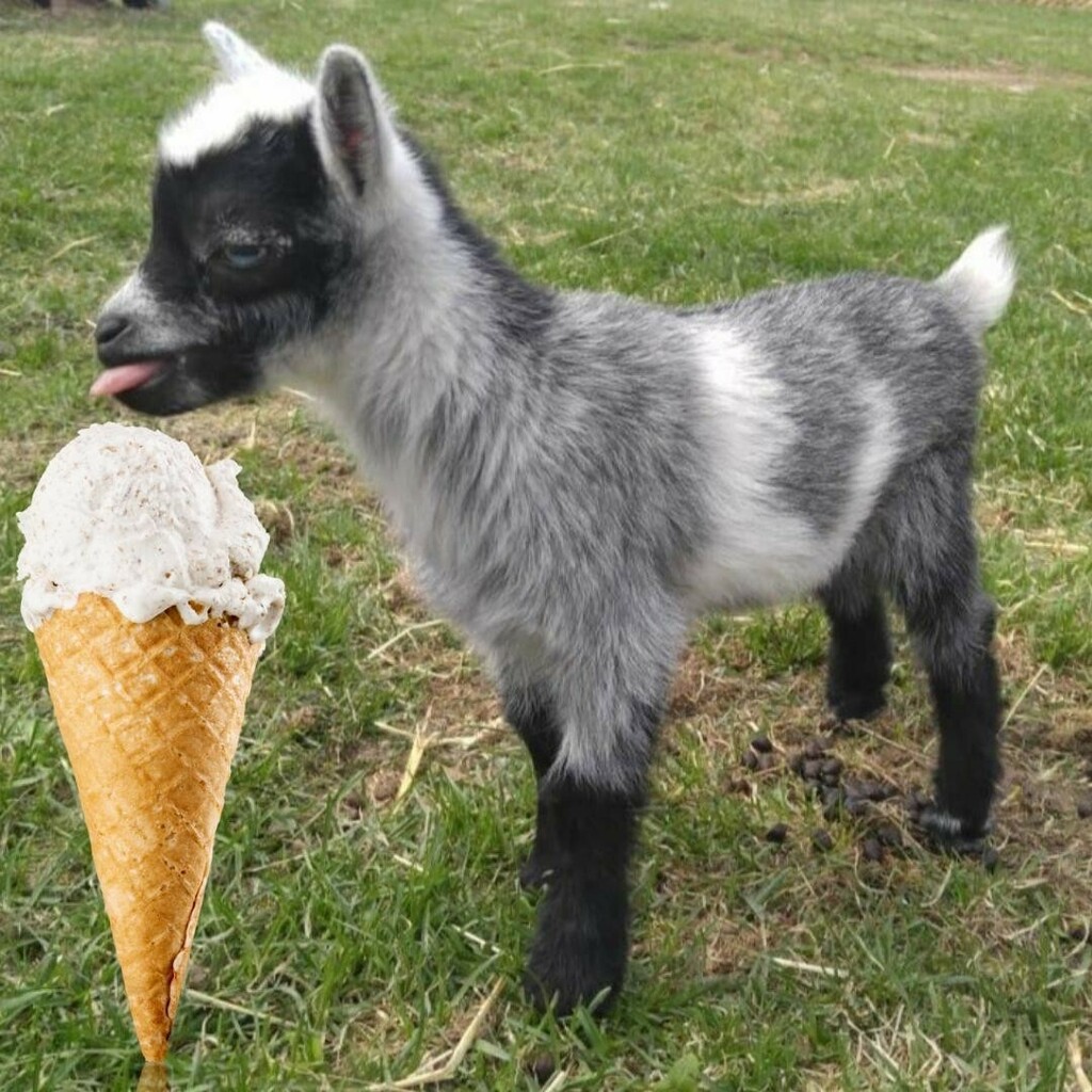 HauteGoat's tweet photo. Pop into the farm to wander the trails, have lunch at the Screaming Goat Cafe and enjoy some Udderly Ridiculous Ice Cream! 
.
.
.
.
#porthope #hautegoat #udderlyridiculous #screaminggoatcafe #discoveron #perfectweekends https://t.co/X41vjNOGt4 https://t.co/89Wr0MPzQN