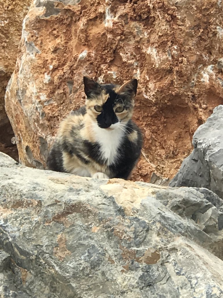 Mimetismo felino: gattaleonte