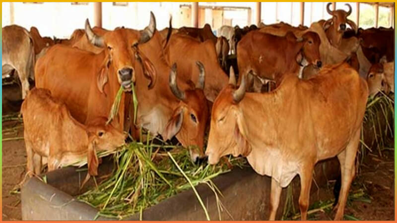 sagrinews's tweet photo. 🔸 देशी गायों पर आधारित प्राकृतिक खेती करने वाले किसानों को लाभ...

Read more: https://t.co/0hkS3plHOY

#agricultureinindia #agriculturenews #cowfarm #dairyfarming #egramcenter #farminginIndia #ikhedutportal #indianfarmer #naturalagriculture #NaturalFarming https://t.co/HD618imE3t