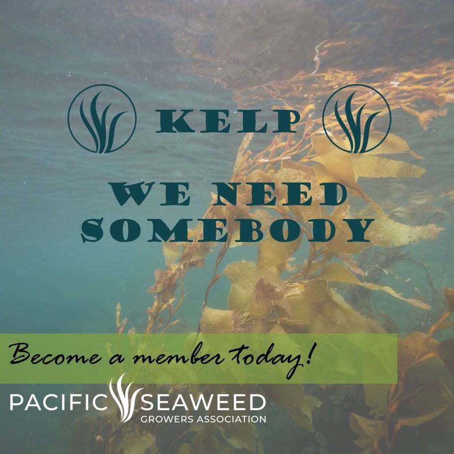 Become a member of the Pacific Seaweed Growers Association today. We will work with you to help you achieve your business goals. Check out our new website to learn more at seaweedgrowers.org. We look forward to connecting with you!
#blueeconomy #seaweed #kelp