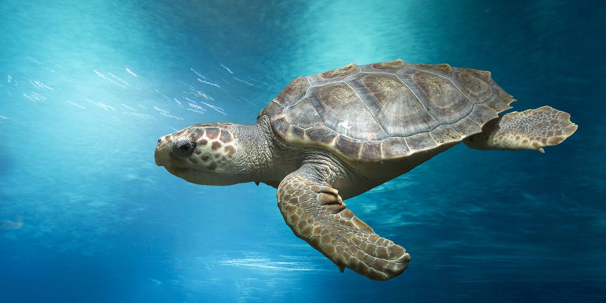 Oceanarium tweet media